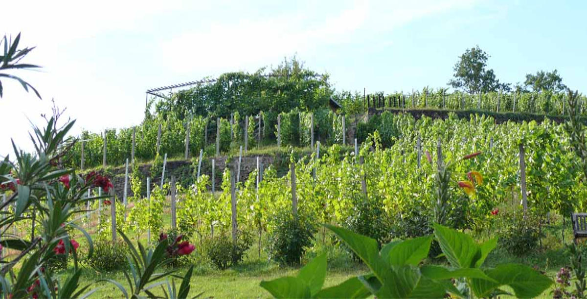 Weingut Mariaberg